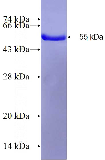 Recombinant Human FAF1 SDS-PAGE