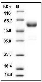 Mouse CTLA4 / CD152 Protein (Fc Tag) SDS-PAGE