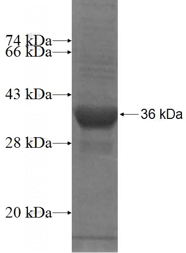 Recombinant Human NA14 SDS-PAGE