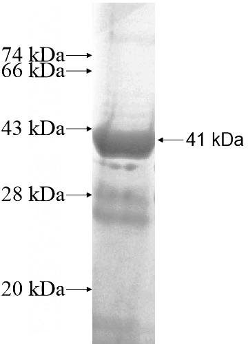 Recombinant Human PLCXD1 SDS-PAGE