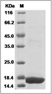 Sus scrofa (Pig) IL10 / Interleukin-10 Protein SDS-PAGE