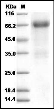 Mouse Follistatin / FST (FS288) Protein (Fc Tag) SDS-PAGE