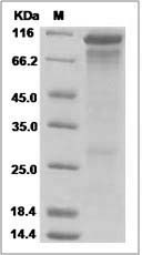 Human HER3 / ErbB3 Protein