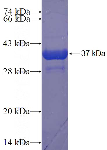 Recombinant Human HISPPD1 SDS-PAGE