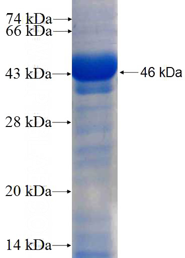 Recombinant Human TWF2 SDS-PAGE