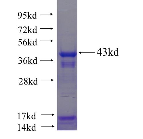Recombinant human SRF SDS-PAGE