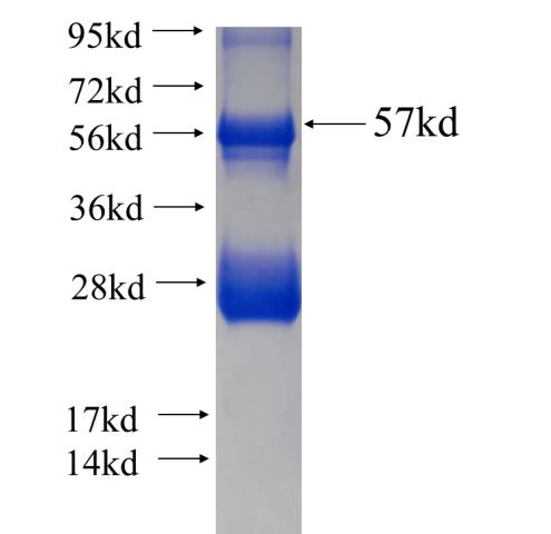 Recombinant human DNALI1 SDS-PAGE