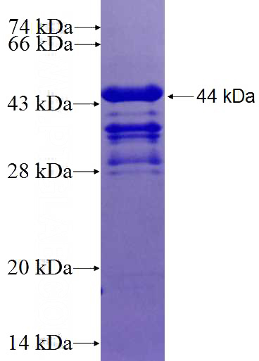 Recombinant Human DUX4 SDS-PAGE