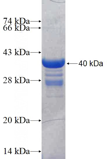 Recombinant Human TAF13 SDS-PAGE