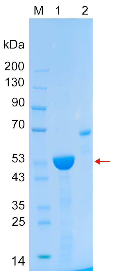 Recombinant PDIA6 protein (His tag) SDS-PAGE