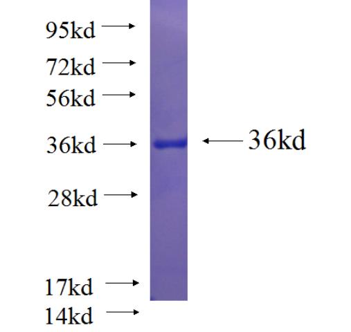 Recombinant human HLA-E SDS-PAGE
