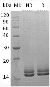 Human MLN (His tag) recombinant protein