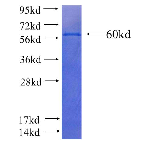 Recombinant human KRT18 SDS-PAGE