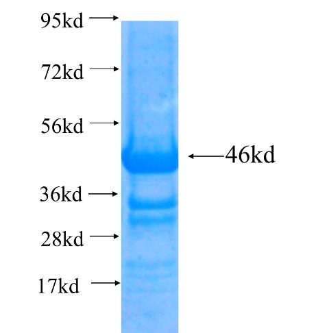 Recombinant human BCS1L SDS-PAGE