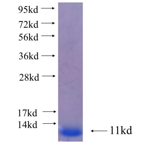 Recombinant human BHLHE23 SDS-PAGE