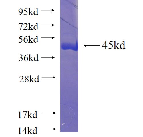 Recombinant human DNAJB11 SDS-PAGE