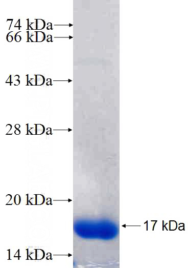 Recombinant Human PDZRN3 SDS-PAGE