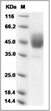 Cynomolgus ALK-7 / ALK7 / ACVR1C Protein (Fc Tag) SDS-PAGE