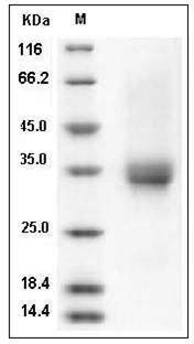 Human CD32b / FCGR2B Protein (His & AVI Tag), Biotinylated SDS-PAGE