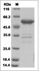 Mouse MBL-2 / MBL Protein (Fc Tag) SDS-PAGE