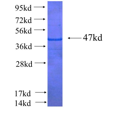 Recombinant human BPIL1 SDS-PAGE