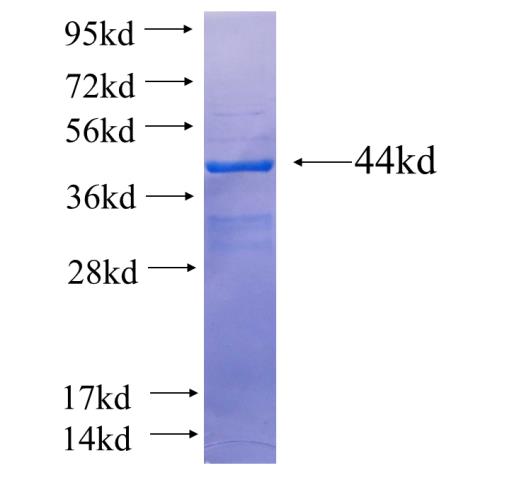 Recombinant human ELF5 SDS-PAGE
