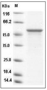 Cynomolgus p53 / TP53 Protein SDS-PAGE