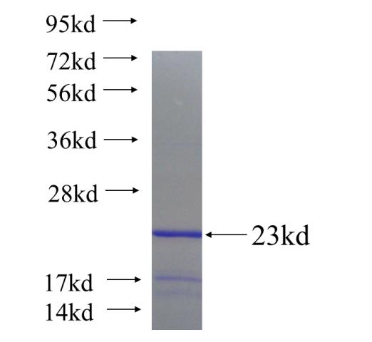 Recombinant human PEX13 SDS-PAGE