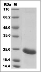 MSRB3 protein SDS-PAGE