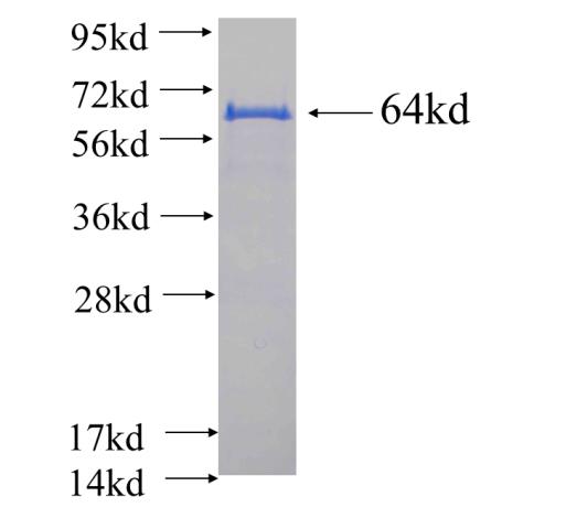 Recombinant human HSP90 SDS-PAGE