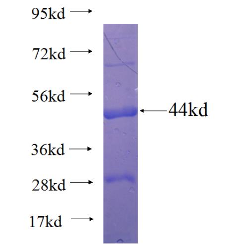 Recombinant human IPO13 SDS-PAGE