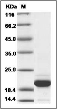 Canine CXCL12 / SDF-1 Protein SDS-PAGE
