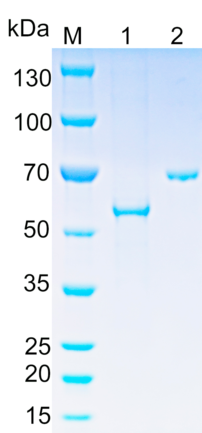 Recombinant human FBXO5 SDS-PAGE