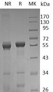 Human LACTB2/CGI-83 (GST tag) recombinant protein