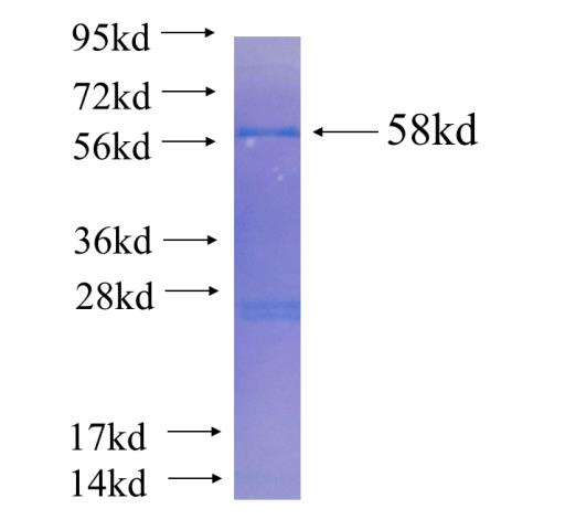 Recombinant human MTIF3 SDS-PAGE