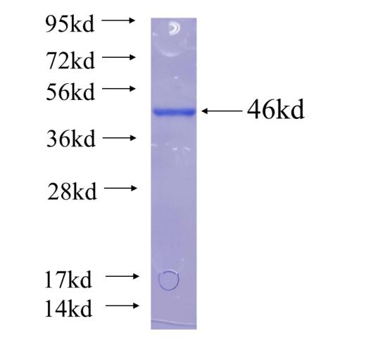 Recombinant human PIK3C2B SDS-PAGE