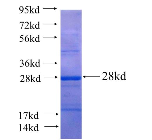 Recombinant human GTPBP1 SDS-PAGE