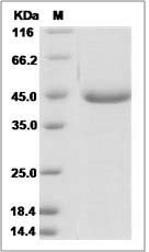 Human AGR3 / hAG-3 / BCMP11 Protein (Fc Tag)