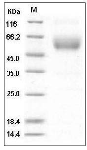 Mouse SIGIRR / TIR8 Protein (His & Fc Tag) SDS-PAGE