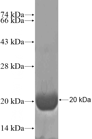 Recombinant Human EIF4H SDS-PAGE