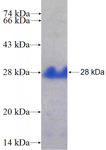 Recombinant Human MAP7D3 SDS-PAGE