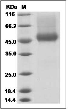 Human CD16a / FCGR3A Protein (176 Val, His & AVI Tag), Biotinylated SDS-PAGE