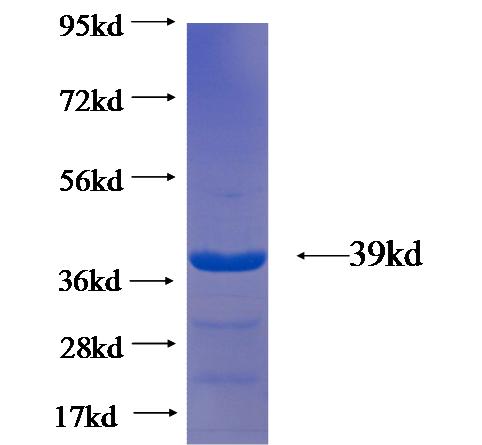 Recombinant human CLEC11A SDS-PAGE