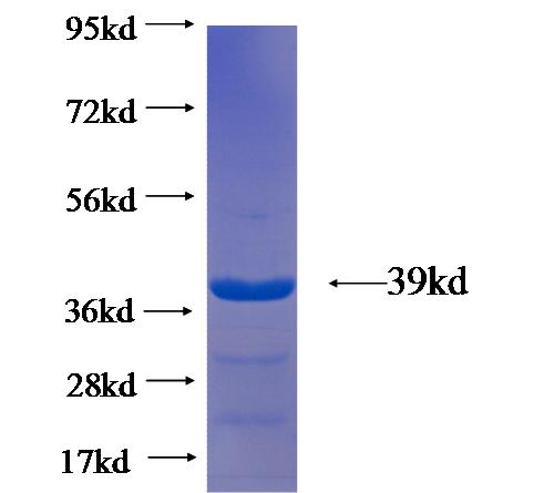 Recombinant human CLEC11A SDS-PAGE