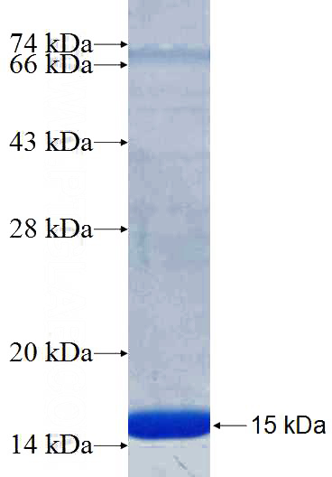 Recombinant Human RND1 SDS-PAGE