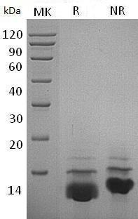 Human CXCL5/ENA78/SCYB5 recombinant protein