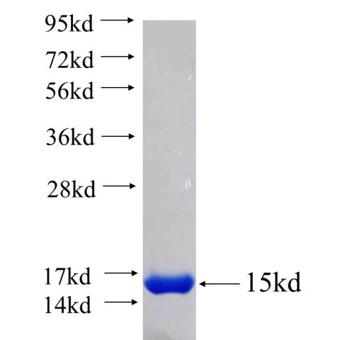 Recombinant human LIN37 SDS-PAGE