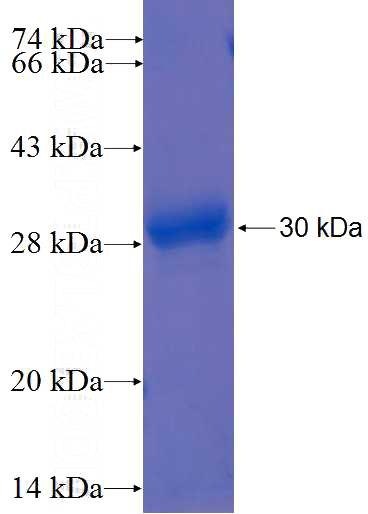 Recombinant Human BRUNOL4 SDS-PAGE