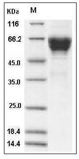 Mouse CD300A Protein (Fc Tag) SDS-PAGE