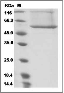 Human BPI Protein (His Tag) SDS-PAGE